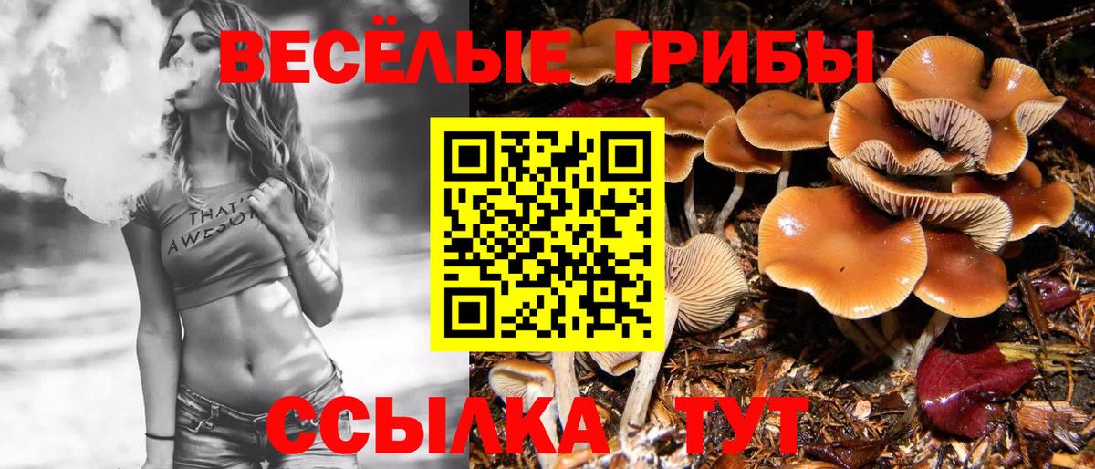 Псилоцибиновые грибы прущие грибы  Вход с VPN  цены наркотик  Каменка 